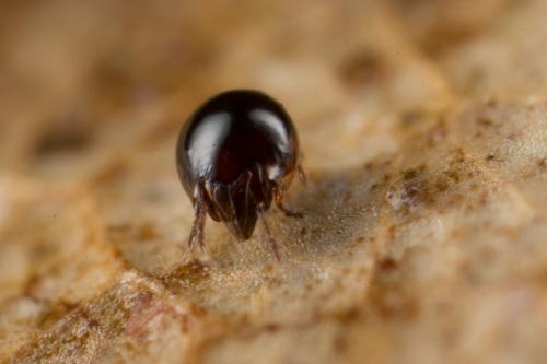 Réf. 247 482 : Achipteria nitens